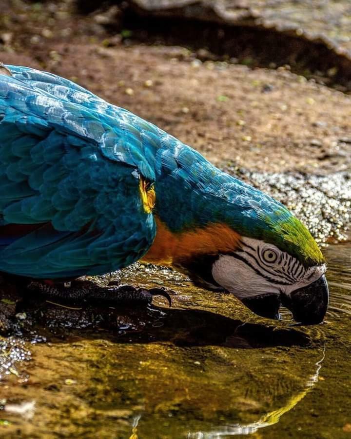 Hotel Casas Bom Sono Foz do Iguaçu Esterno foto